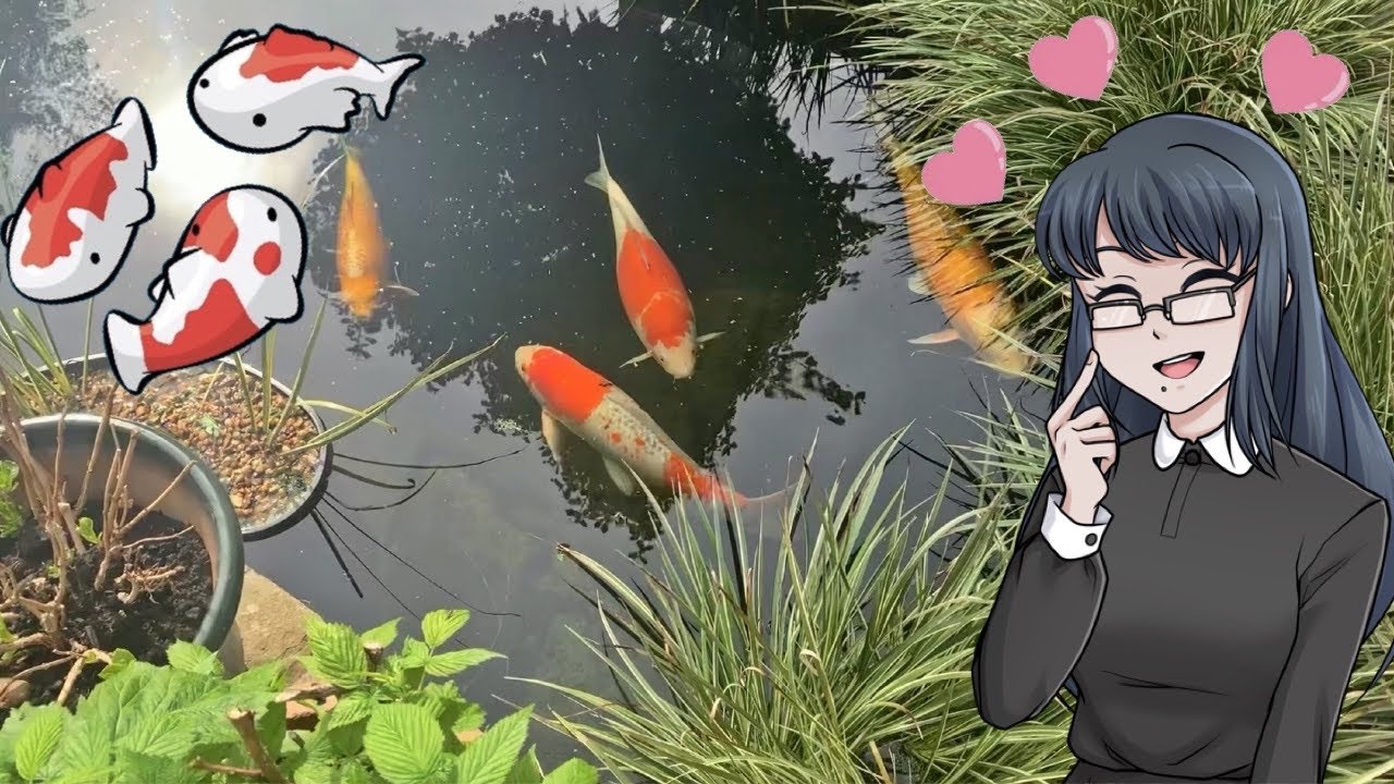 Meet My Koi | Aquatic Pet Care Video + Answering Your Questions