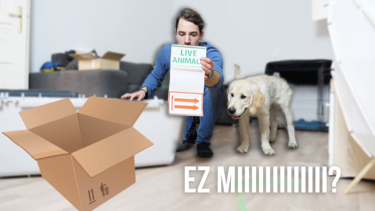 TOBYNAK CSOMAGJA ÉRKEZETT - Toby VLOG #12 | IHNIH