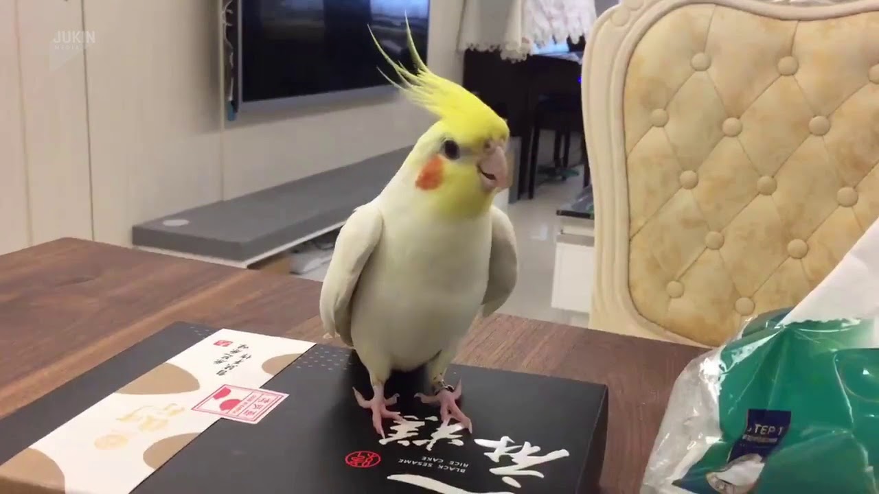 Cockatiel tap dancing on a box