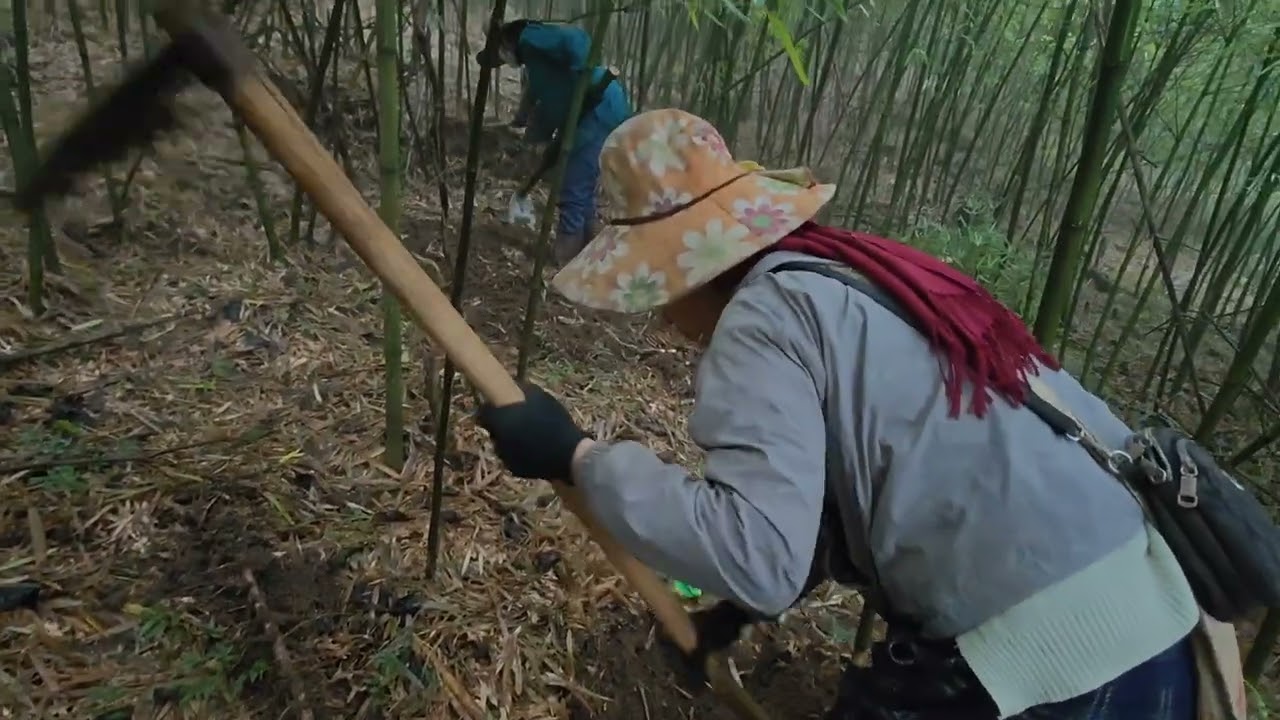 Cùng yêu lên Rừng Hái Măng 