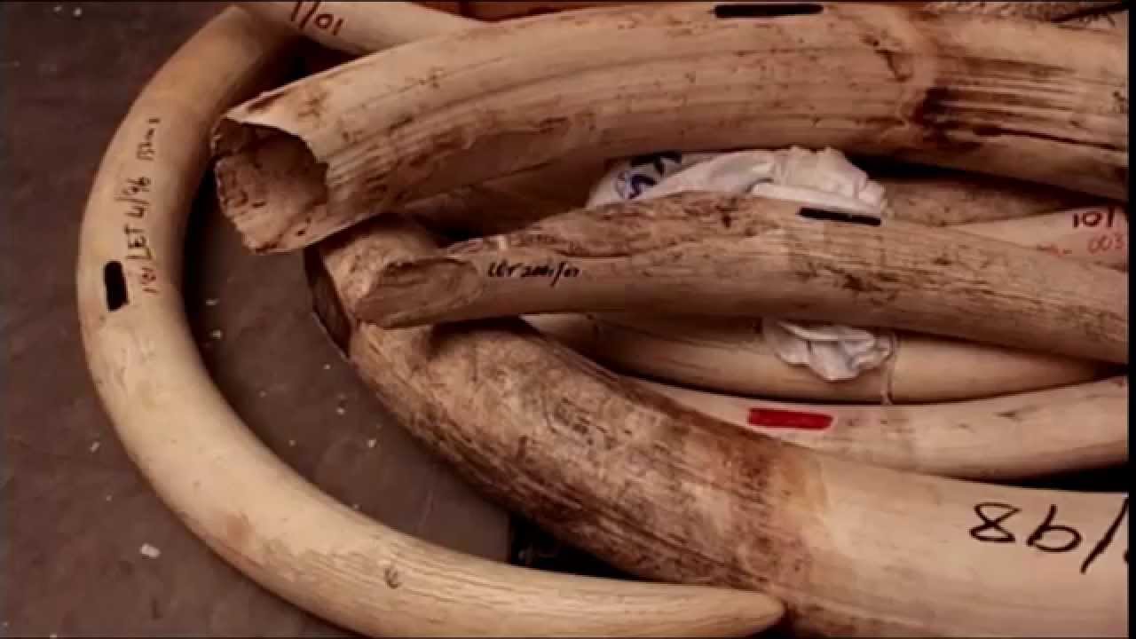 Jumbo Hopes: Securing a bright future for Zambia's elephants