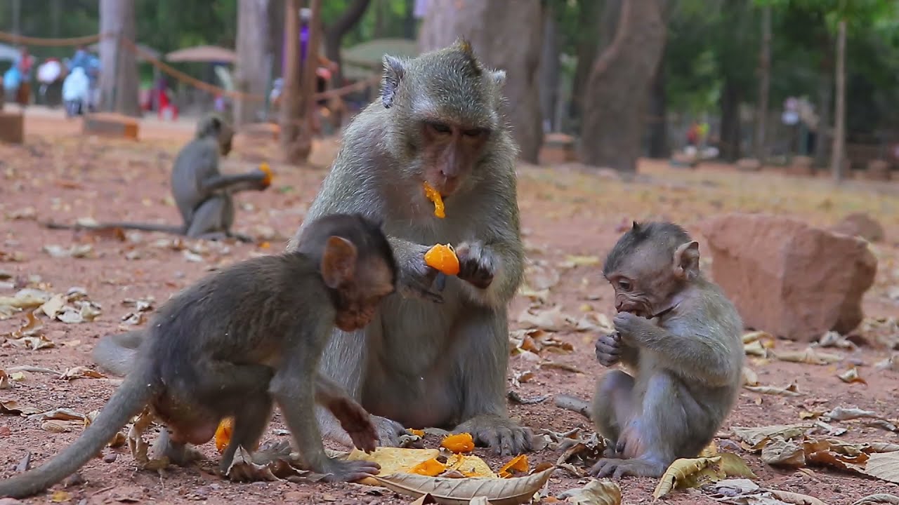 The Best Queen Marria Always Protects Monkey Jill When Two Male Monkeys Chase