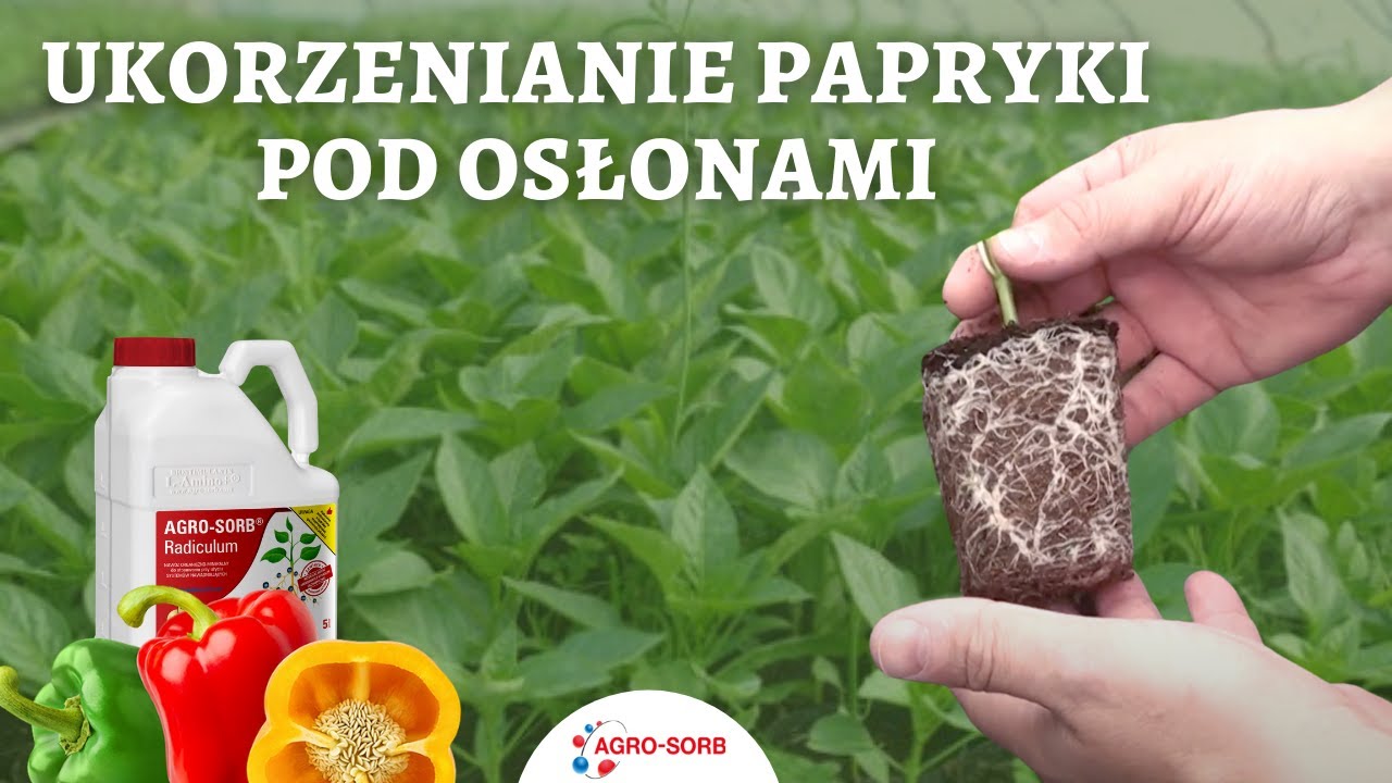 Ukorzenianie papryki pod osłonami - Aminokwasy - AgroSorb Radiculum