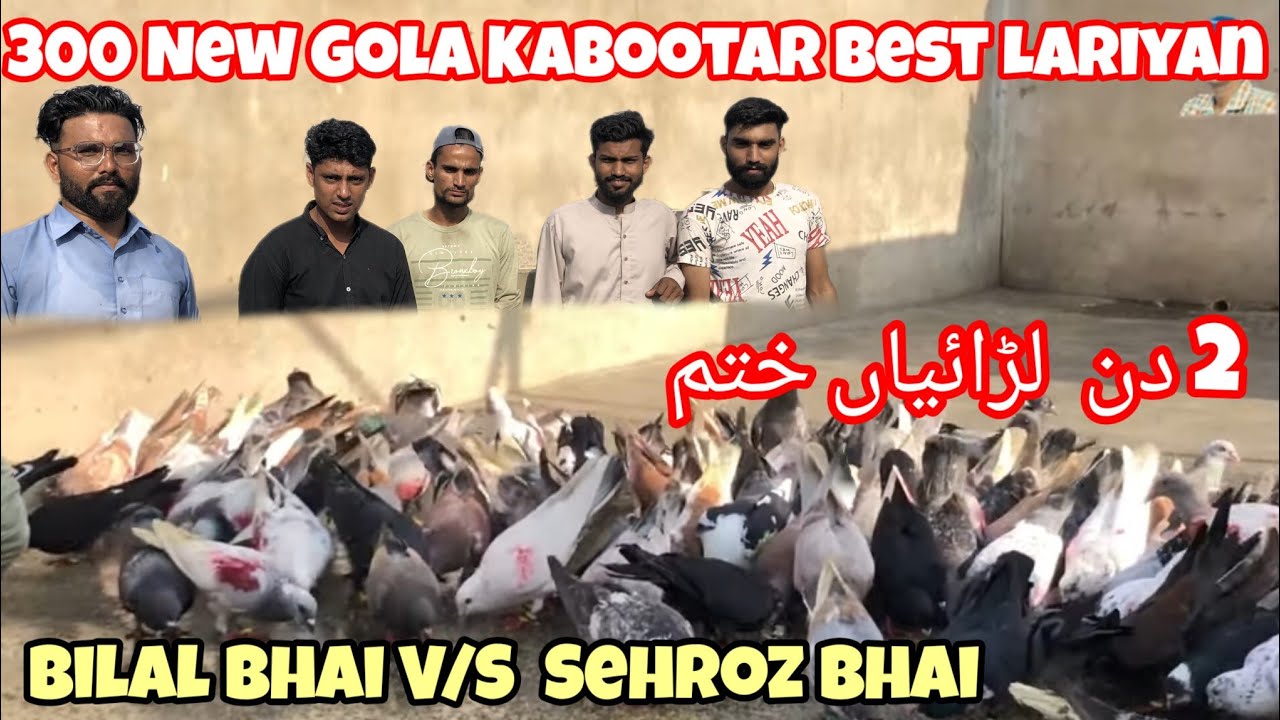Bilal bhai V/S  Sehroz bhai | 300 New Gola Kabootar Best Lariyan 2023 | 2 day ladaiyan khatm