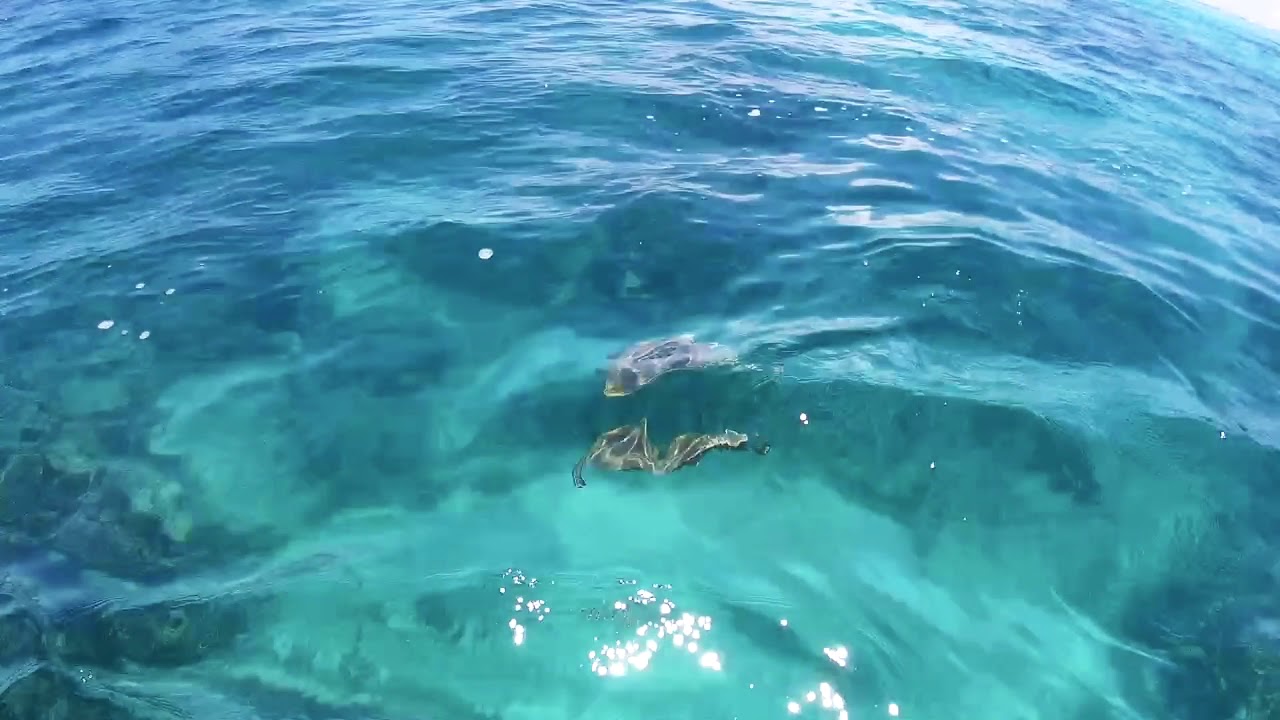 snorkelling Le Morne Mauritius