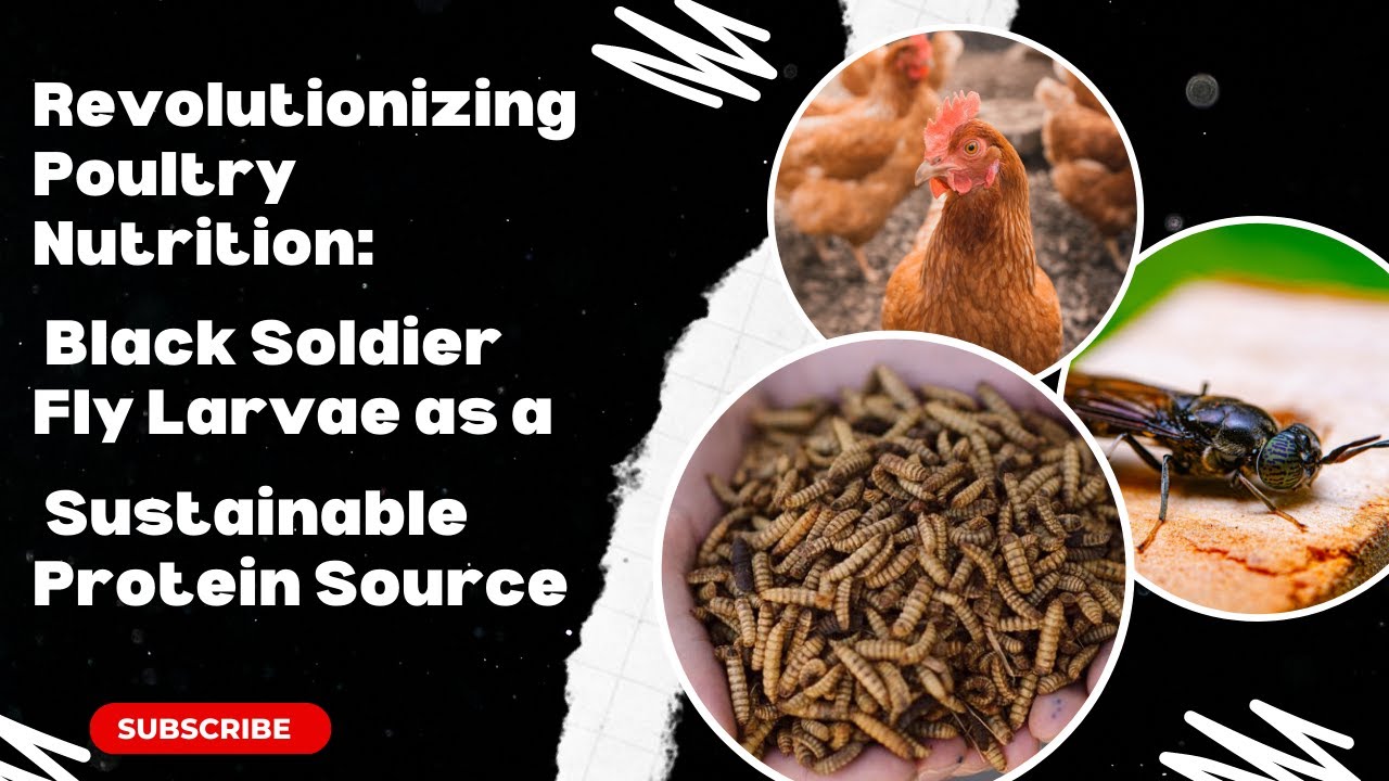 Revolutionizing Poultry Nutrition: Black Soldier Fly Larvae as a Sustainable Protein Source