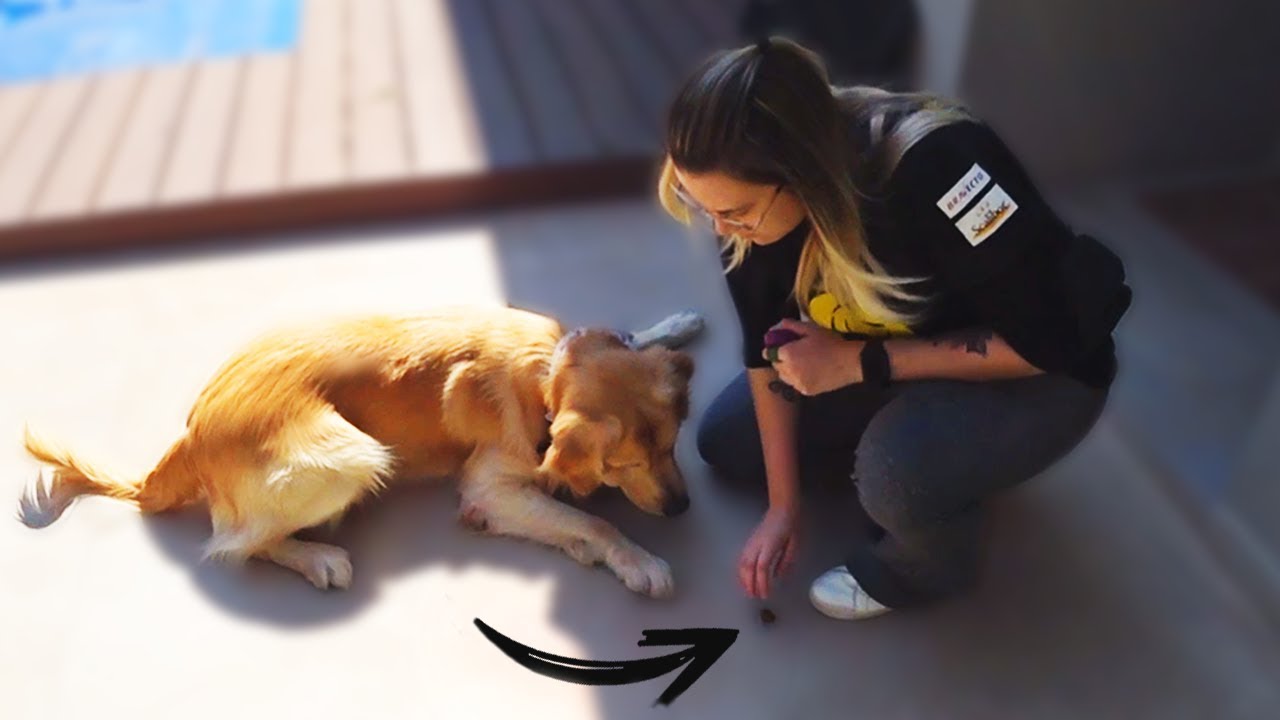 FINALMENTE NOSSO CACHORRO TÁ SENDO ADESTRADO!!!