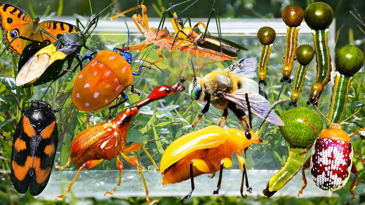 Wild Bug Hunting: Assassin Bugs, Rare Caterpillars, Long-Necked Beetles, Weird Bees & More