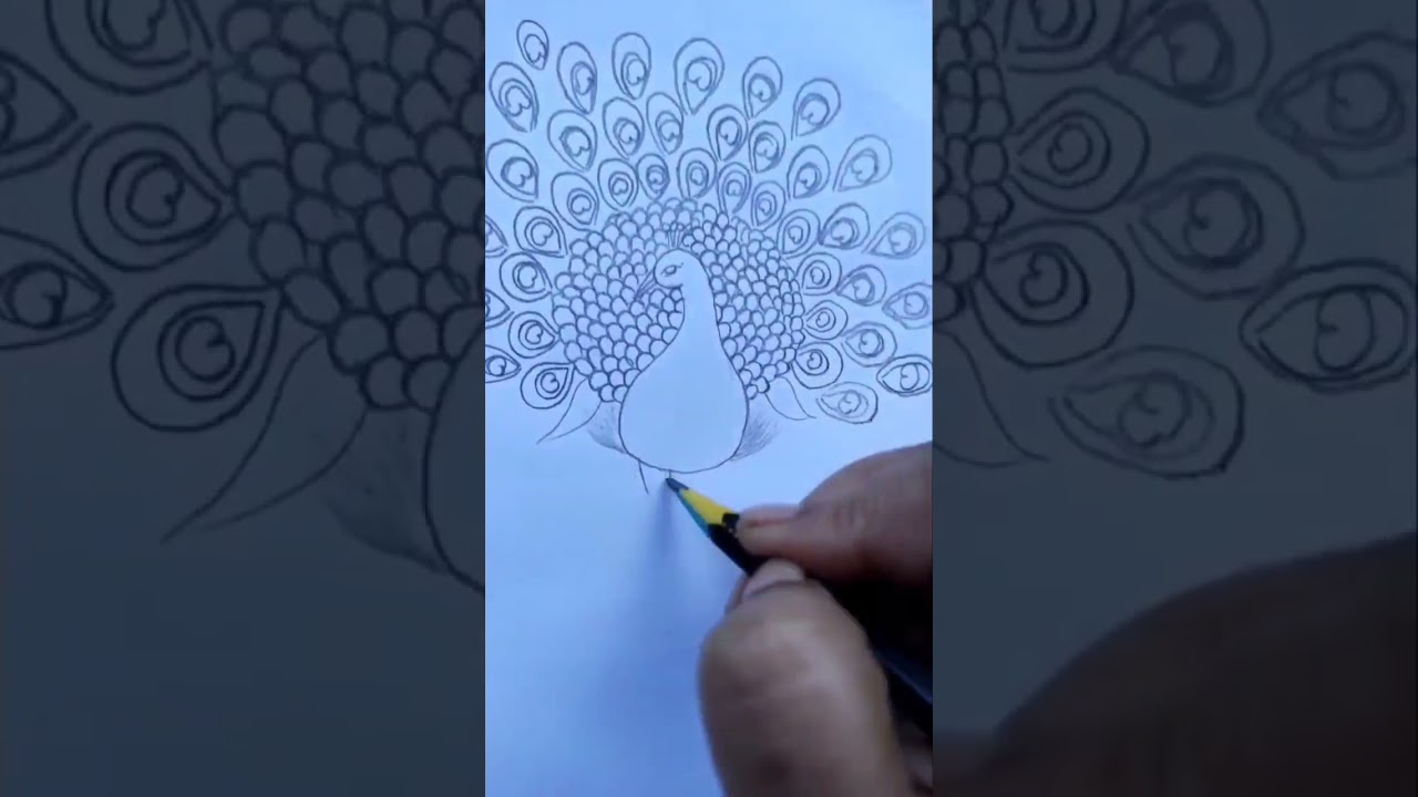 How to draw a beautiful dancing peacock || pencil shading sketch of a peacock dancing||#shorts #art