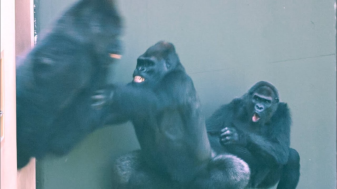 Серебристая горилла напугала пожилую самку. Семья Шабани