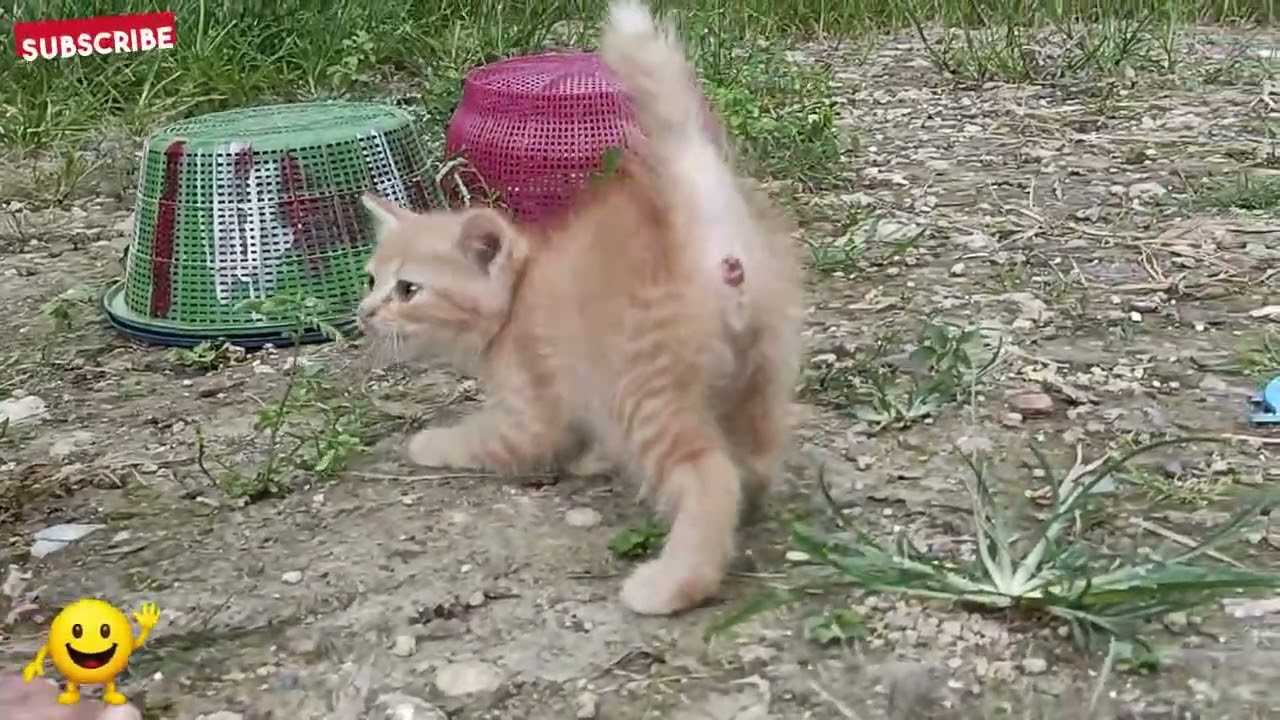 Ketiga Kucing Orange Kompak Bikin Ulah, Tiga Kucing Oyen Lucu