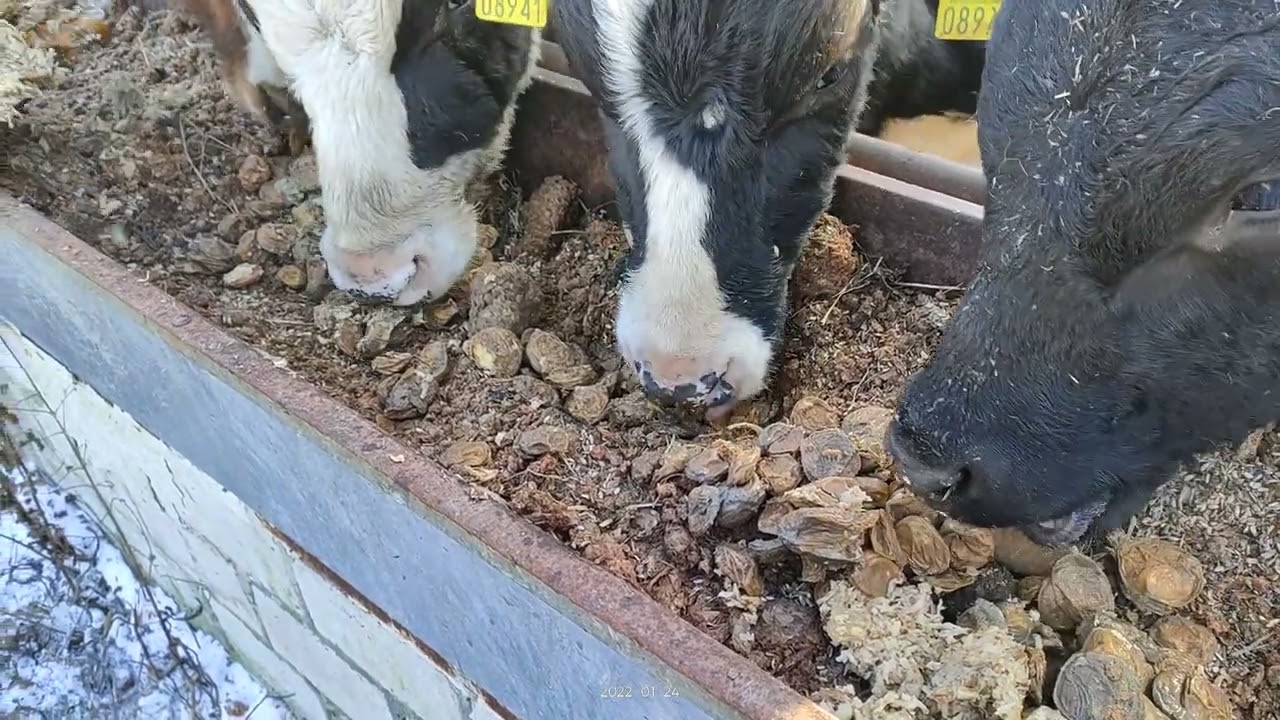 ziemniaki kiszone w wyslodkach z buraków, jabłek, gruszek. test smaku i aromatu przez byki.