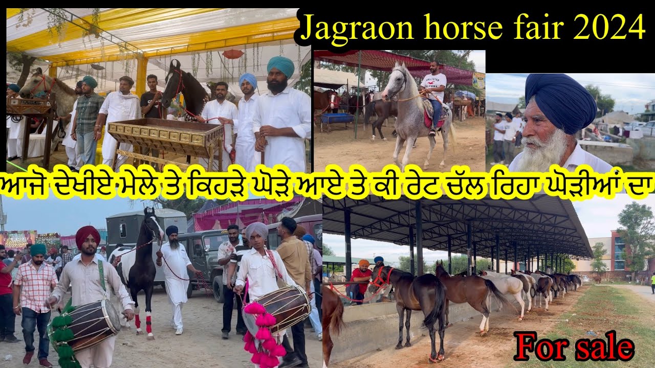 Jagraon horse fair 2024 ਆਜੋ ਦੇਖੀਏ ਮੇਲੇ ਤੇ ਕਿਹੜੇ ਘੋੜੇ ਆਏ ਤੇ ਕੀ ਰੇਟ ਚੱਲ ਰਿਹਾ ਘੋੜੀਆਂ ਦਾ #beanttulewal