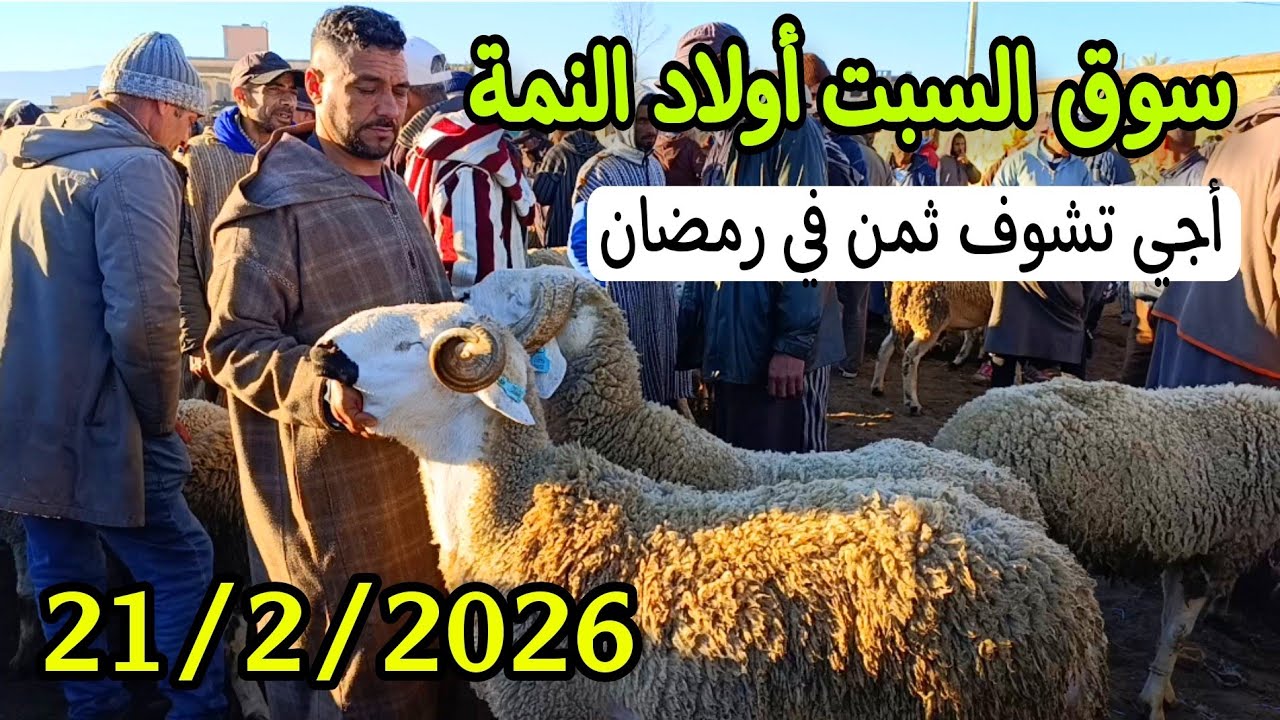 مباشرة من سوق السبت أولاد النمة الخروف الكسابي والحولي والحولية والنعجة تاريخ 21/2/2026 فرجة ممتعة 🐑