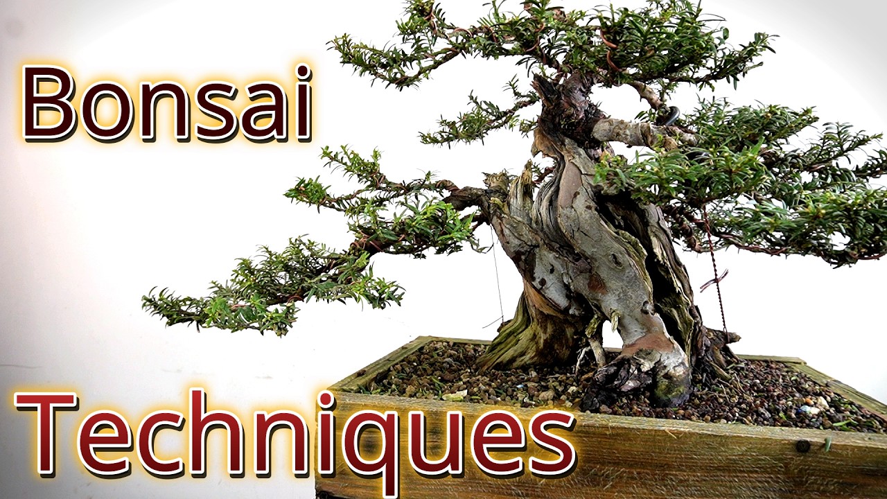 Bonsai techniques Taxus becomes bonsai #bonsai #bonsaitechniques