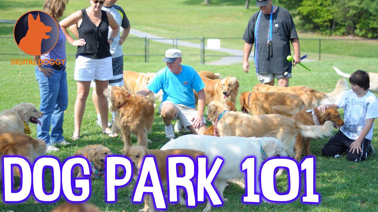 7 Rules of Dog Park Etiquette