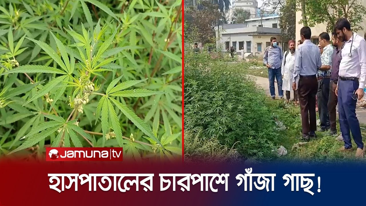 হাসপাতাল নয়, এ যেন গাঁজা গাছের বাগান! জানেই না কর্তৃপক্ষ | Faridpur Weed Hospital | Jamuna TV