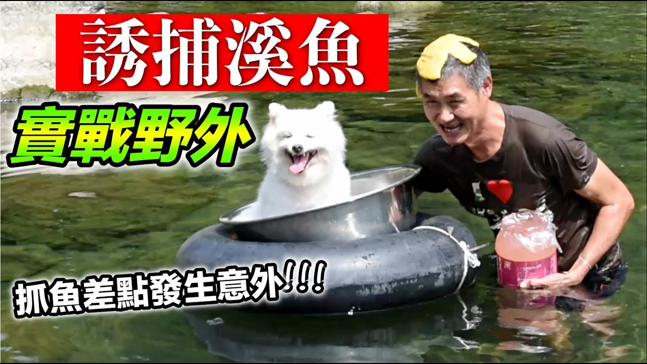誘捕溪魚，實戰野外『抓魚差點發生意外』
