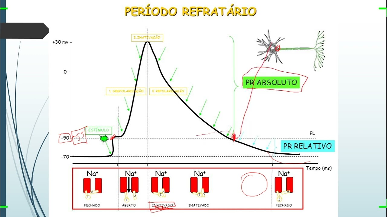 NEUROFISIOLOGIA #PARTE 5 - PERÍODOS REFRATÁRIOS (ABSOLUTO E RELATIVO)