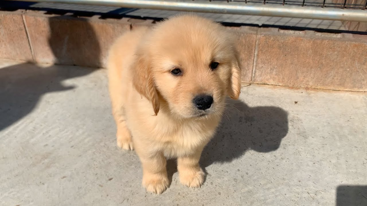 Живя одна в Токио, я решила завести золотистого ретривера.