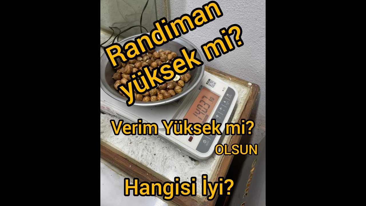 Fındıkta Randıman Nasıl kırılır? Herkes Öğrenmeli