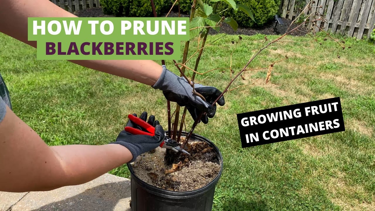 How to Prune Blackberries, growing blackberries in containers