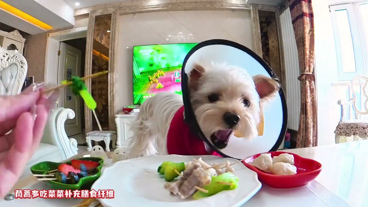 Day 2 of the dog s return home limited perspective eating show eating barbecue skewers#The