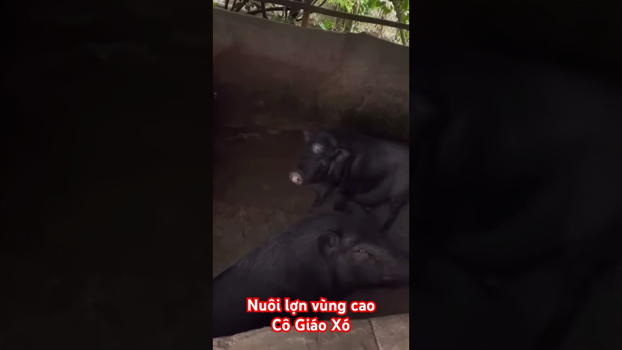 Nu&ocirc;i lợn v&ugrave;ng caoC&ocirc; Gi&aacute;o X&oacute; #doanvanbau #cogiaoxo