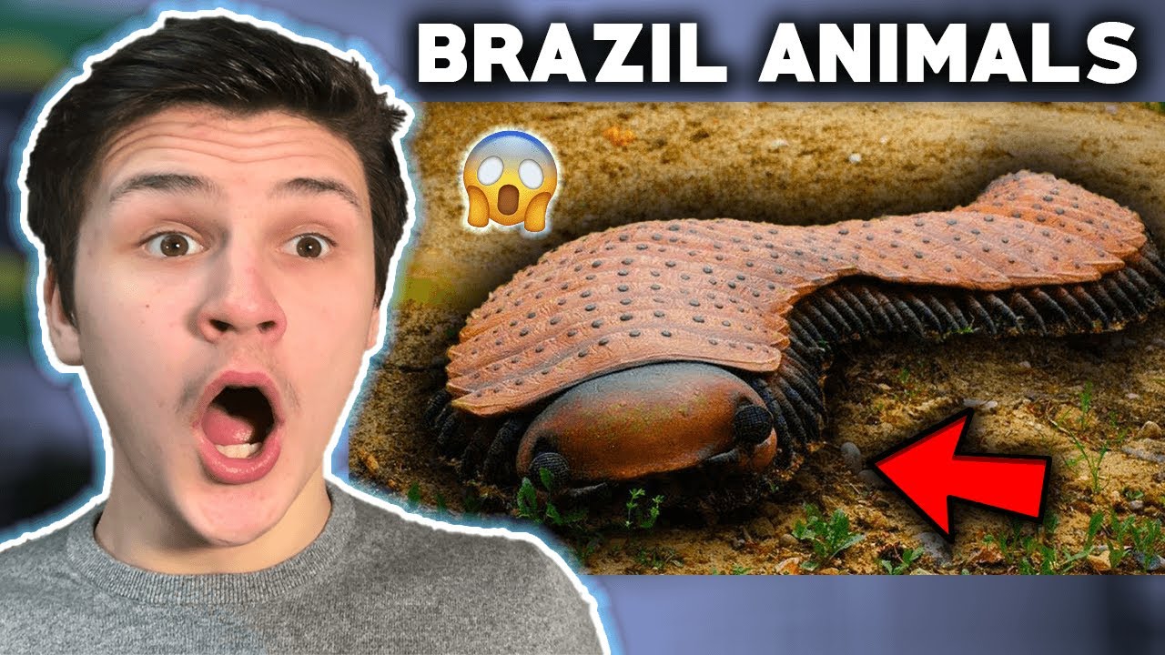 British Guy Reacts To Brazil - DANGEROUS ANIMALS ! |🇬🇧UK Reaction