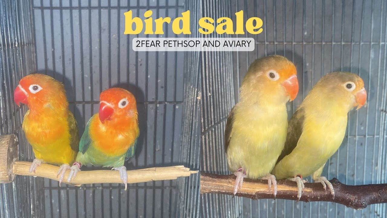 EP 40: BIRD SALE | 2 FEAR PETSHOP & AVIARY