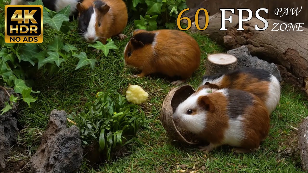 [NO ADS, NO AI] CAT TV 😺 for Cats to Watch: 🐭 4K HDR 60FPS