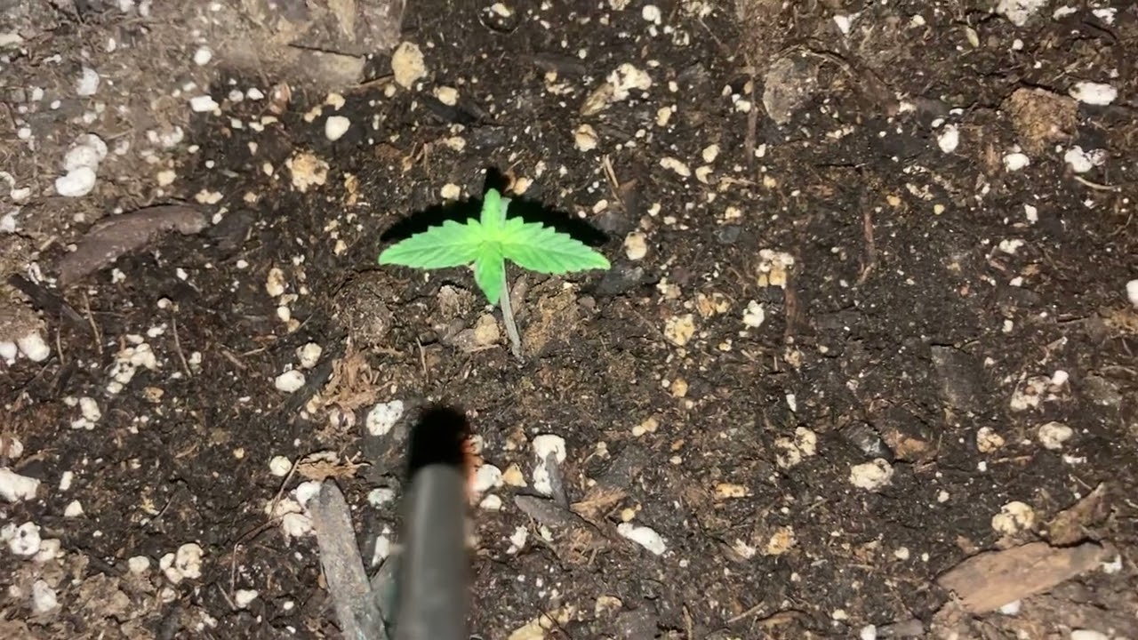 Gelato grow(ilgm)week 2