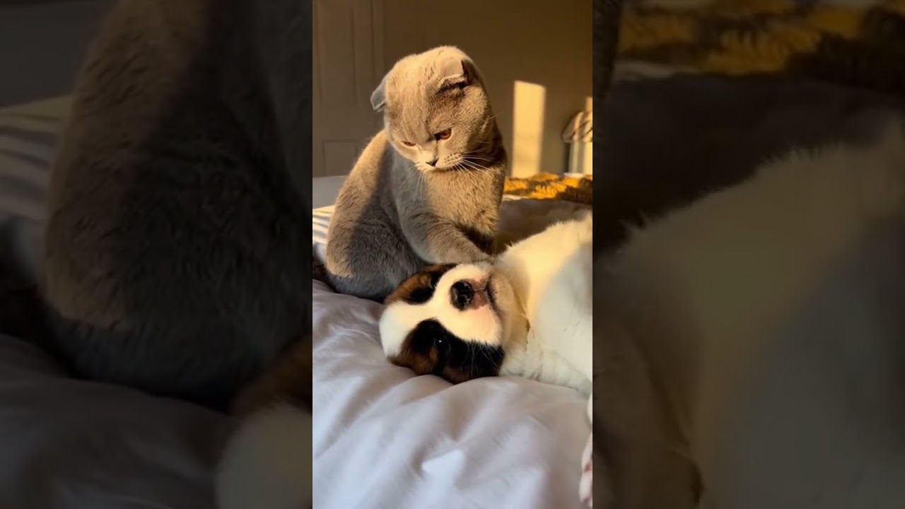 Scottish Fold Bullies a St Bernard Puppy… Watch the cutest showdown 