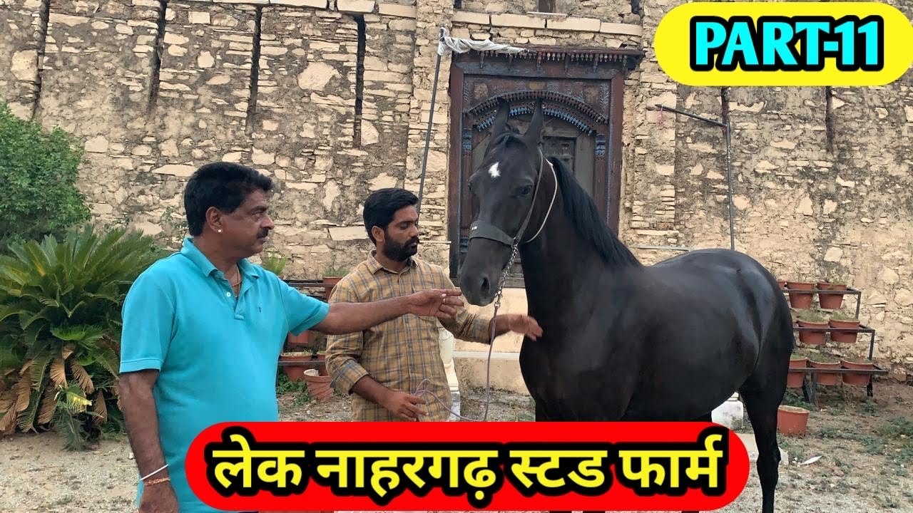 Lake Nahargarh Stud Farm