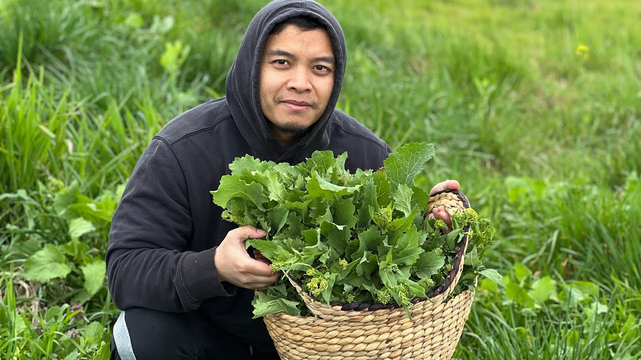 Living off the Land *Wild Mustard Green* Forage and Cook រើសបន្លែព្រៃមកហូប