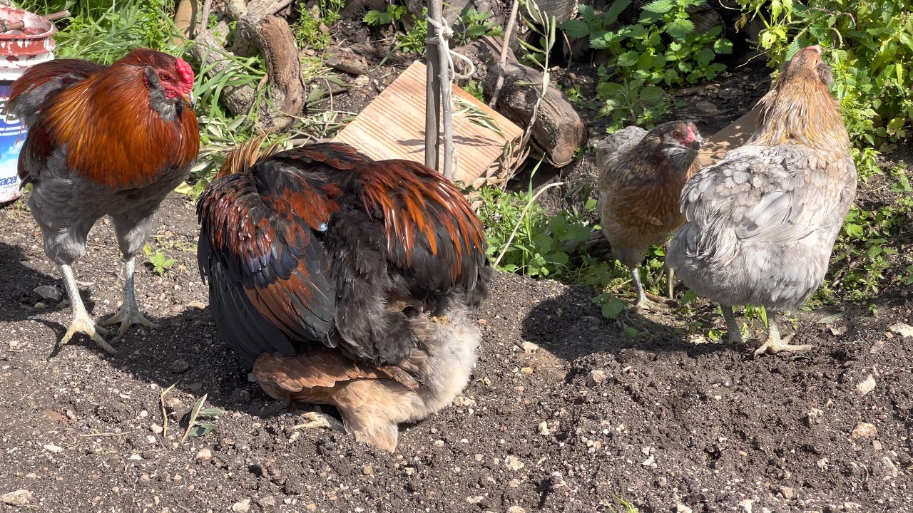 Accoppiamento tra gallo e gallina || chicken in love