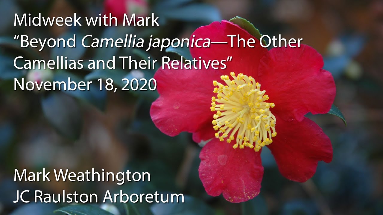 "Beyond Camellia japonica, the Other Camellias and Their Relatives"