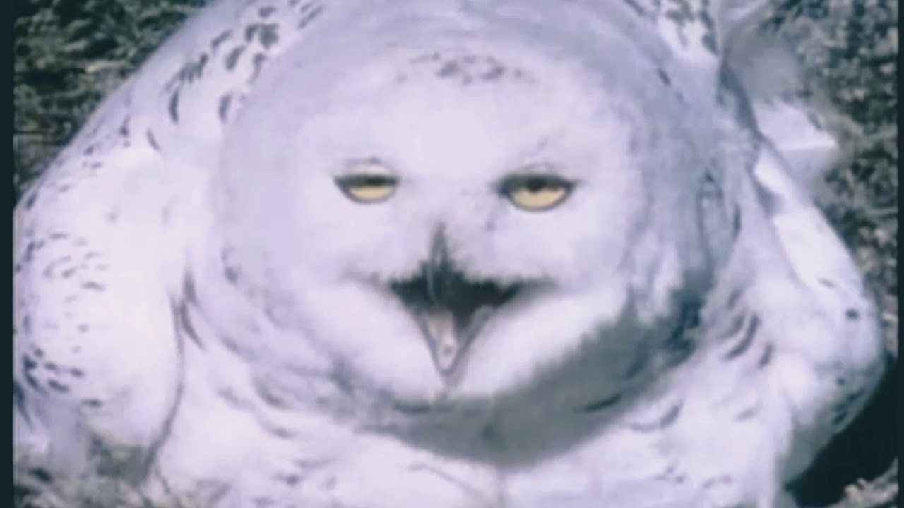 the snowy owl - chill lofi for tundra hunting