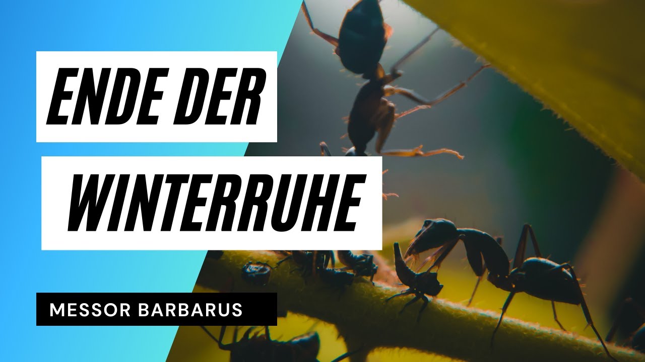 Ende der Winterruhe - Messor barbarus | Ist die Kolonie gewachsen?