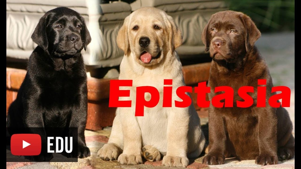 Epistasia - Intera&ccedil;&atilde;o g&ecirc;nica