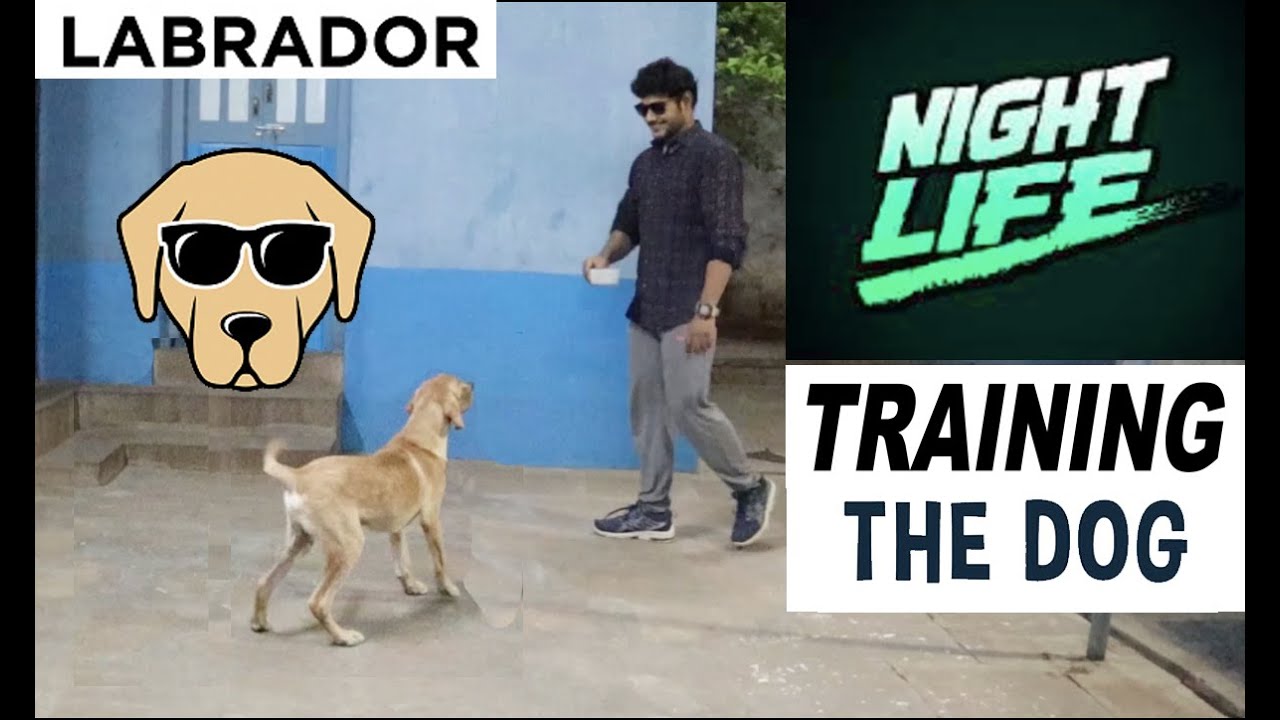 Night Life Training With A Labrador || RIO || 30 Days Program ||