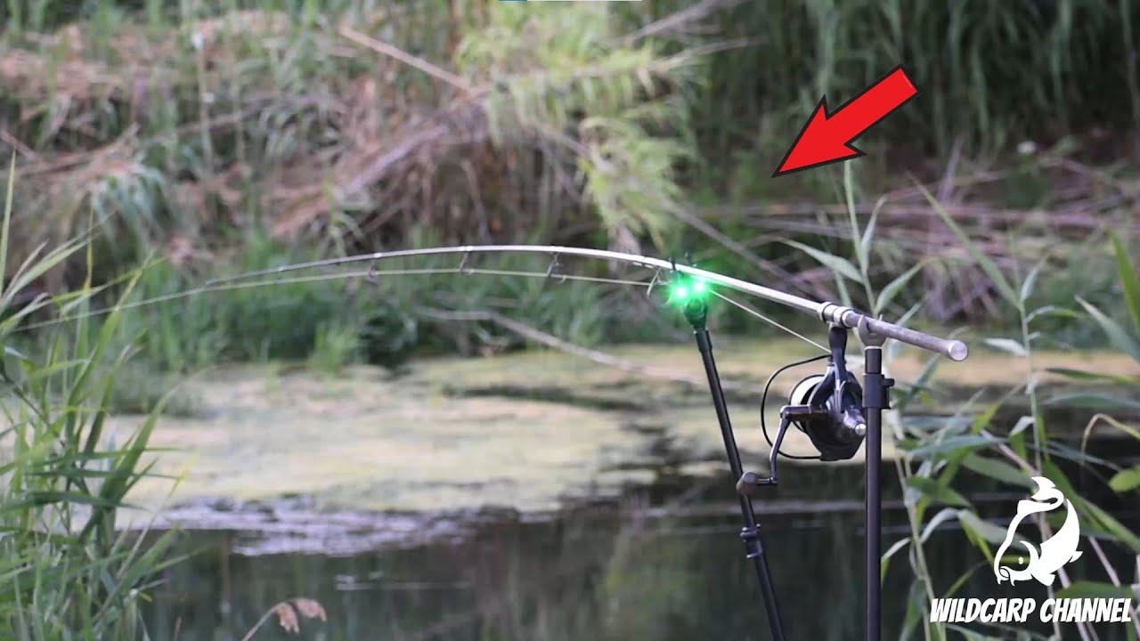 Carp Run COMPILATION 2022! PART 79! (Extreme Carp Run)