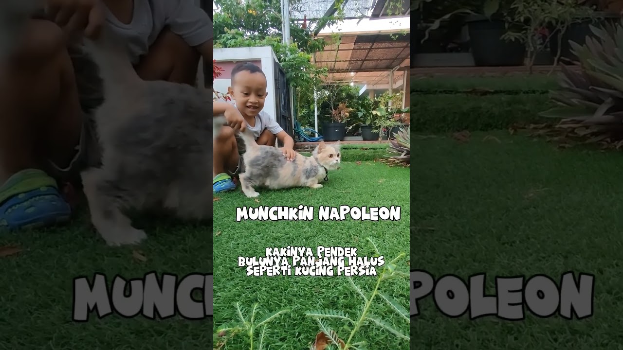 Ciri-ciri kucing Munchkin Napoleon 