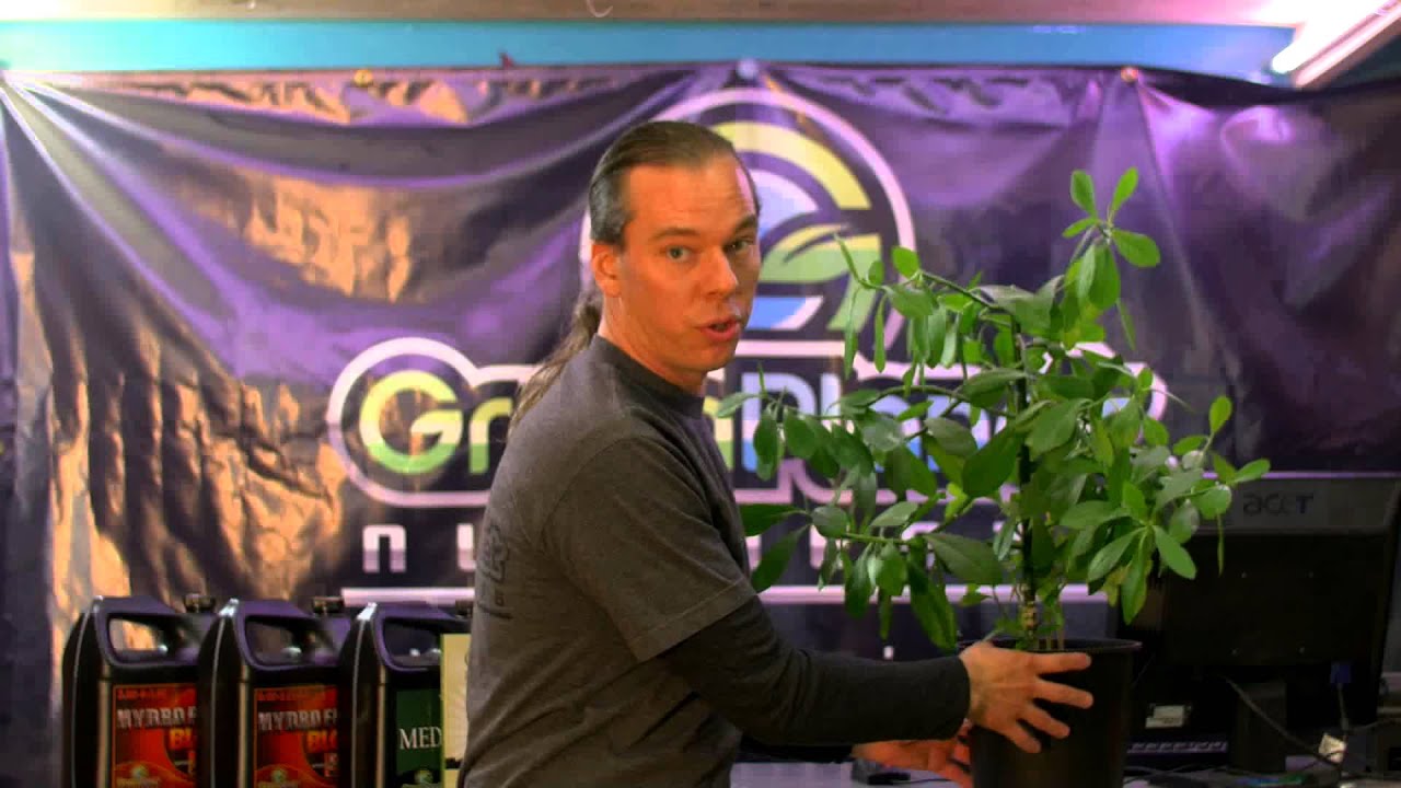 Osmotic Pressure - Lesson 15