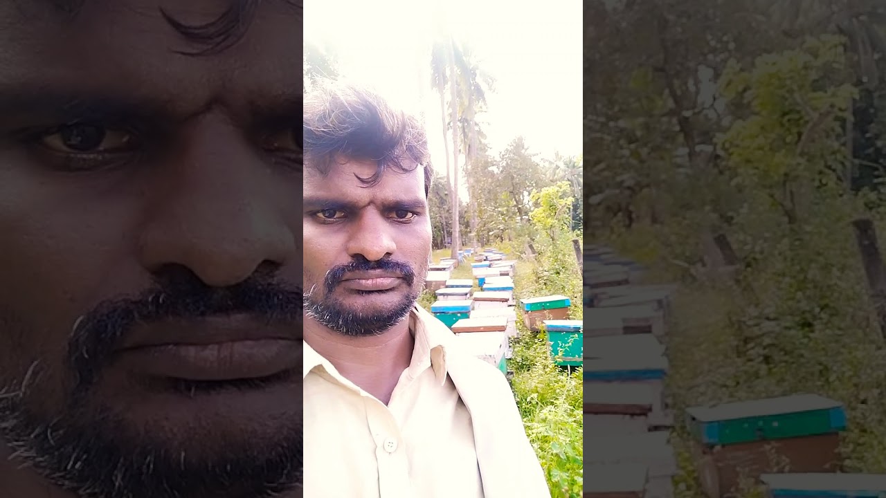 B.V.S.R HONEY BEE FARM's, VIJAYARAI, ELURU ANDHRA PRADESH .W.NO 9441140863