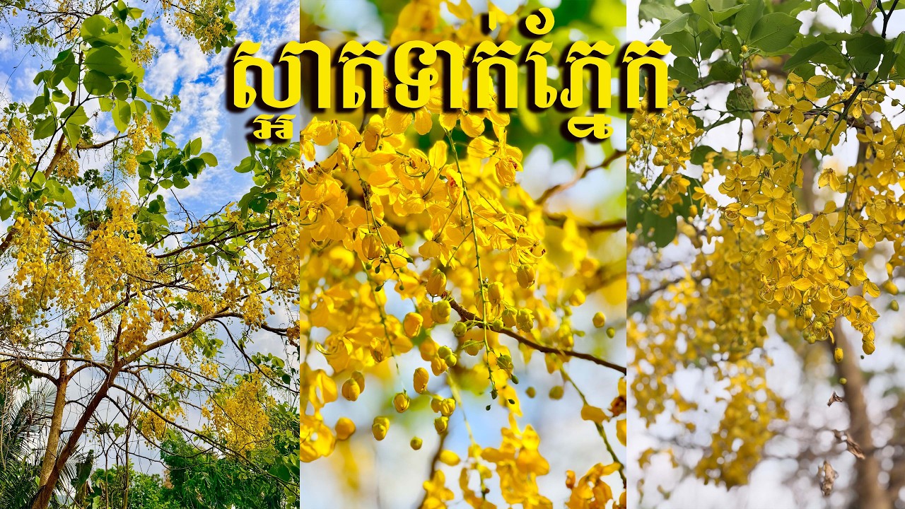 ដល់រដូវផ្ការាជបញ្ចេញសម្រស់ហើយ