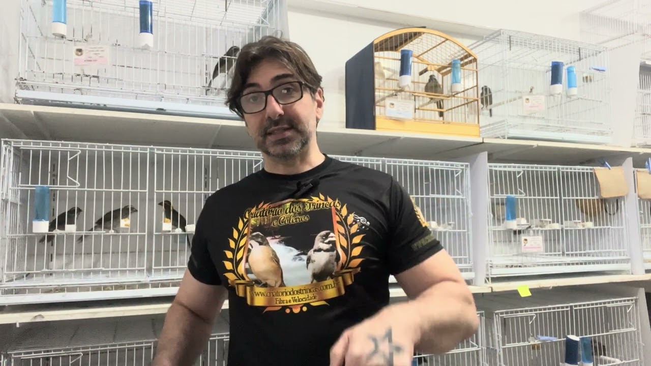 Como Identificar se o trinca Ferro é Macho ou Fêmea.