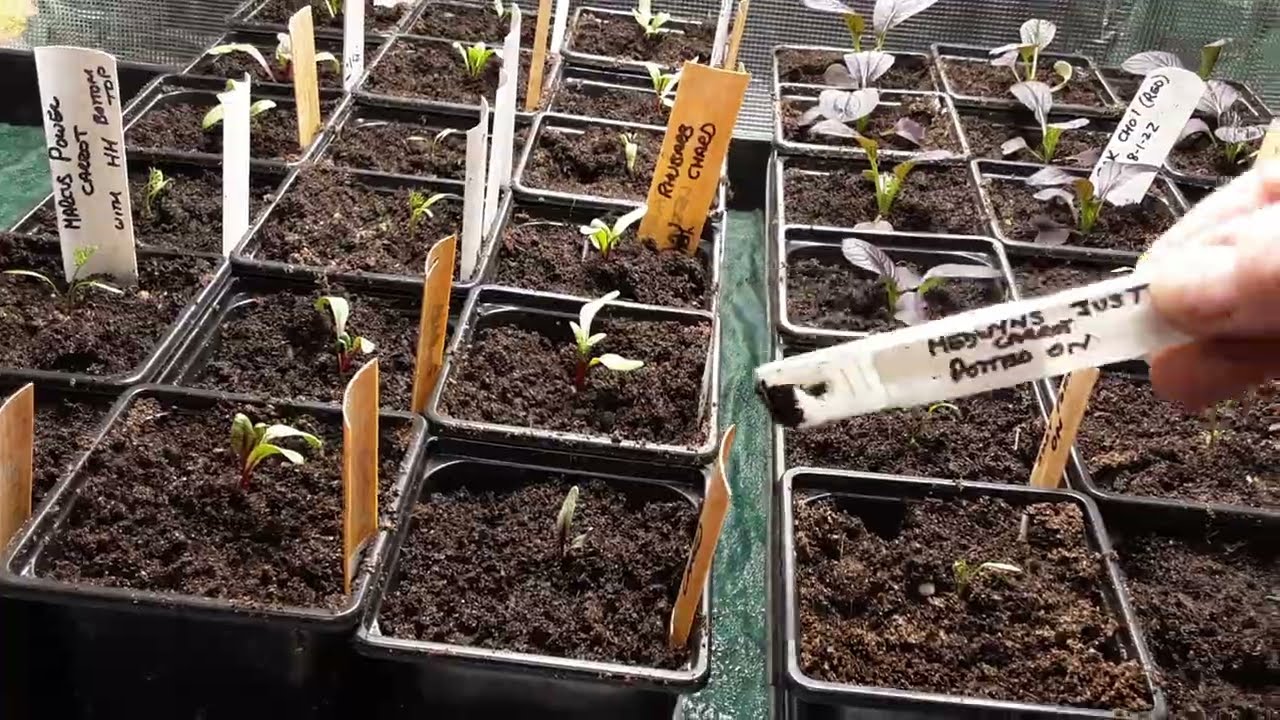 MarsHydro FC3000, TS1000, TS600 & SP150 #MARSHYDRO_AMAZON  Greenhouse Growroom Update