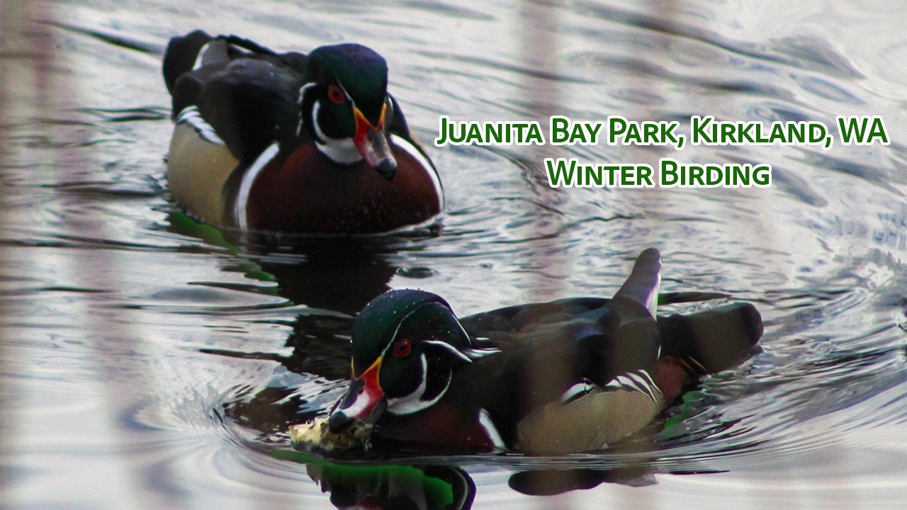 Winter Birding at Juanita Bay Park - Tons of Washington Waterfowl