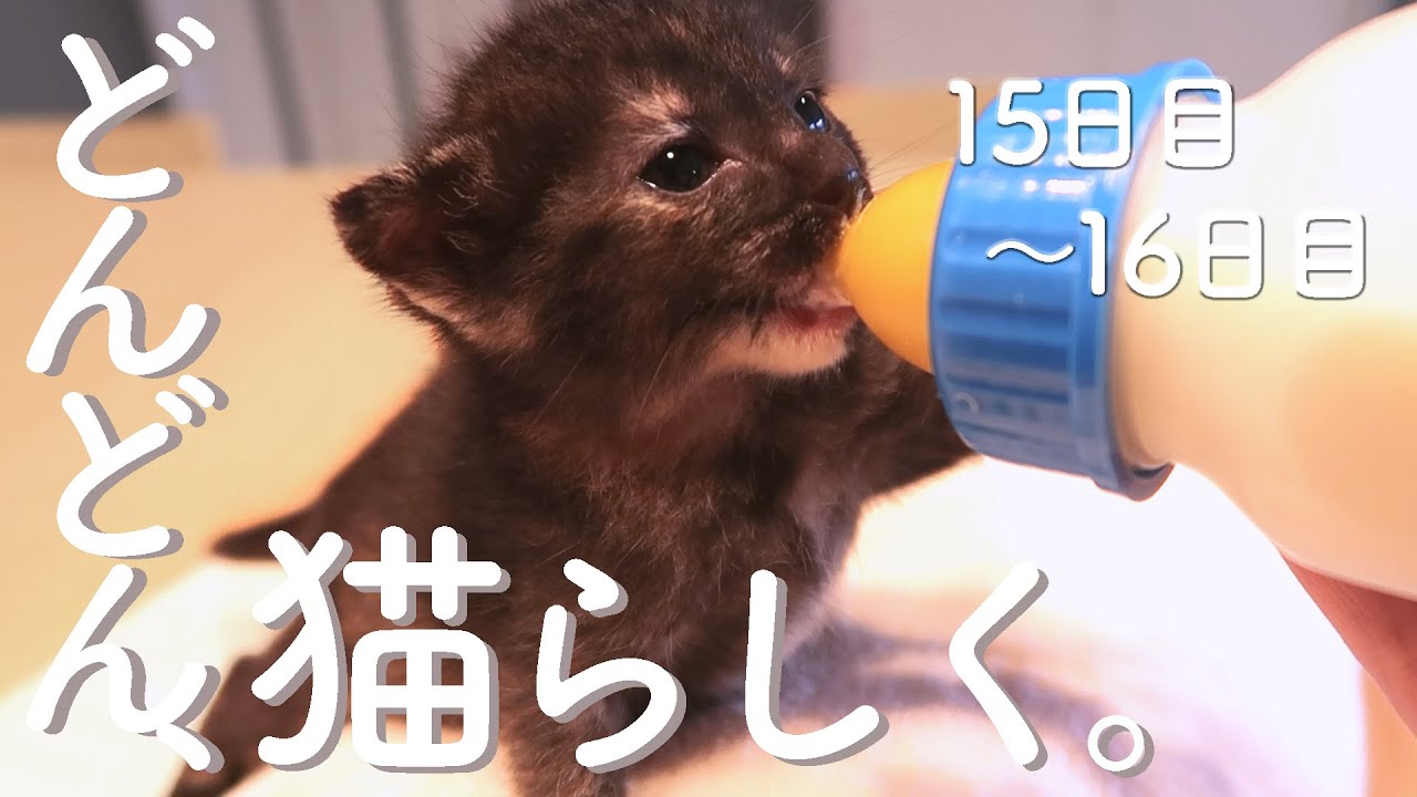 柑橘兄妹　お預かり１５日目～１６日目　保護猫ミルクボランティア